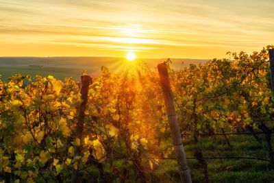 Vineyard at sunset