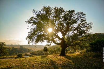 Old Cork Tree in the Countryside